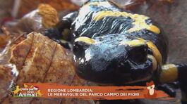 Regione Lombardia: le meraviglie del Parco Campo dei Fiori thumbnail