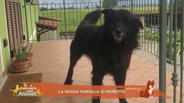 La nuova famiglia di Moretto thumbnail