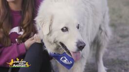 Tommy, un cucciolone amorevole thumbnail