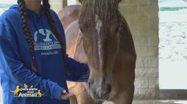 Maddox, meraviglioso cavallo thumbnail