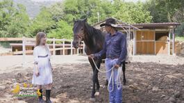 Un cavallo per amico thumbnail