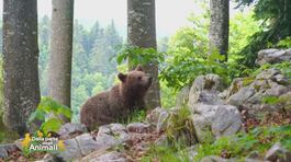 L'orso, un animale da tutelare thumbnail