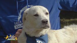 Ugo, un cane speciale thumbnail