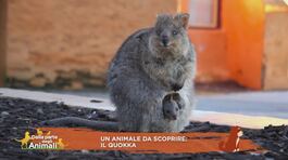 Un animale da scoprire: il quokka thumbnail