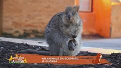 Un animale da scoprire: il quokka