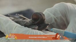 Missione pipistrelli thumbnail