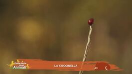 La coccinella thumbnail