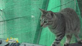Leo thumbnail