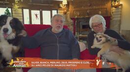 Tutti gli amici pelosi di: Maurizio Mattioli thumbnail