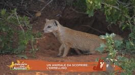 Un animale da scoprire: l'ermellino thumbnail