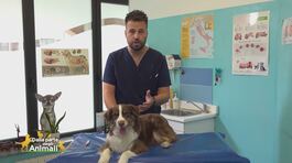 Quando il cane ha la febbre thumbnail