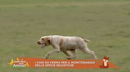 I cani da ferma per il monitoraggio delle specie selvatiche thumbnail