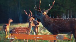 Il cervo thumbnail