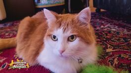 Roshi, il migliore amico di: Edoardo Vianello thumbnail