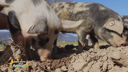 Il maiale thumbnail