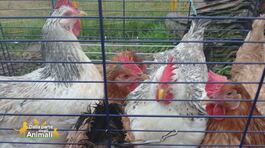 Le galline salvate thumbnail