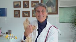Professione veterinario thumbnail
