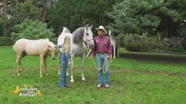 Un cavallo per amico thumbnail