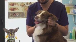 I consigli del veterinario thumbnail