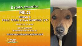 Aiutiamo a cercare Milo thumbnail