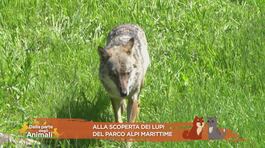 Alla scoperta dei lupi del Parco Alpi Marittime thumbnail