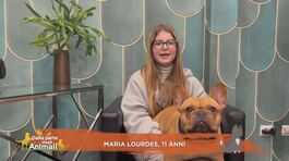Perchè il mio cane appoggia sempre il suo muso sulla mia mano? Cosa mi vuole dire? thumbnail