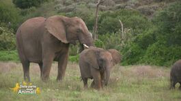 Un'avventura nel meraviglioso mondo degli animali thumbnail