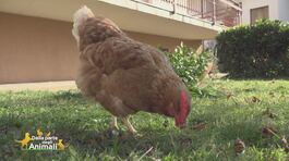 Gisella, una gallina per amica thumbnail