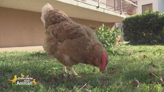 Gisella, una gallina per amica