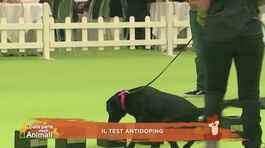 Il doping nel cane thumbnail