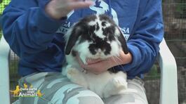 Moggie thumbnail