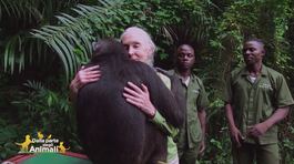 L'amore di Jane Goodall per gli animali thumbnail