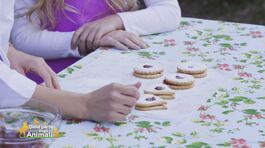 Biscotti di frolla thumbnail