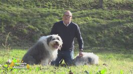 Artù e Ginevra, gli amati cuccioli di: Tommaso Cerno thumbnail