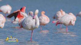 I fenicotteri della laguna di Orbetello thumbnail