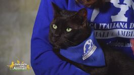 Fred, un gattone di 7 anni thumbnail
