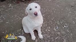 Leone in attesa di essere adottato thumbnail