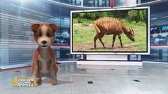 Animali con caratteristiche speciali