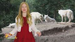 Stella's world: il lupo