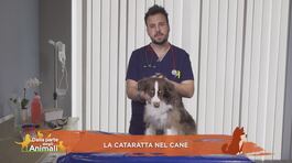 La cataratta nel cane thumbnail