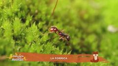 La formica