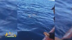 I delfini salvati