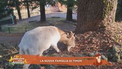 La nuova famiglia di Timon