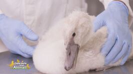 Il cigno thumbnail