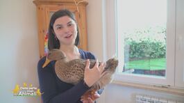 Carlotta la paperotta thumbnail