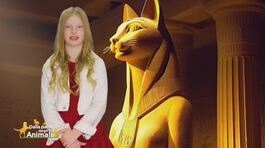 Il gatto thumbnail