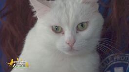 Babybell, una bellissima micetta thumbnail