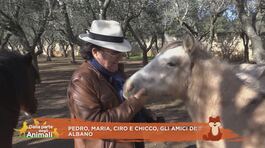 Al Bano Carrisi e i suoi amici animali thumbnail