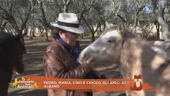 Al Bano Carrisi e i suoi amici animali