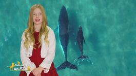 Stella's World: La balena thumbnail